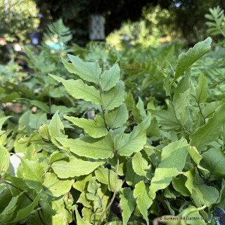 Cyrtomium fortunei var. clivicola (Fern)