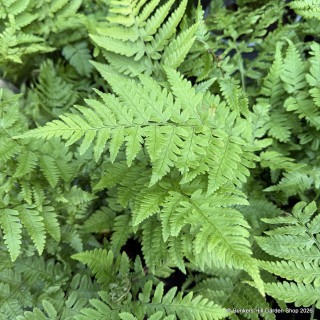 Dryopteris coreano ssp. 'Montana' 3L