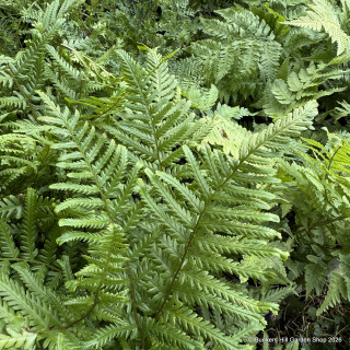 Dryopteris filix mas 'Furcans' 3L