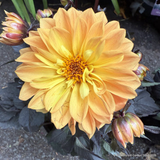 Orange Dahlias