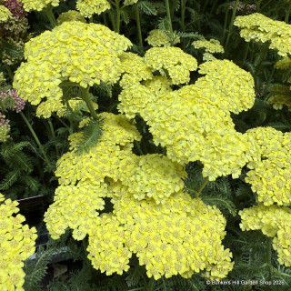 Achillea Desert Eve 2L