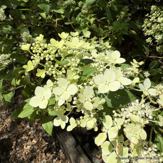 Hydrangea paniculata 'Confetti'