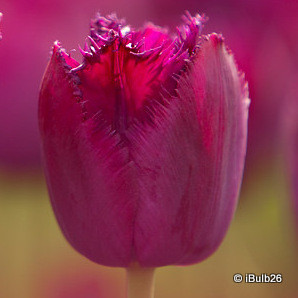 Tulip 'Curly Sue'