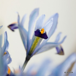 Iris ret. 'Cantab' (species) bulbs
