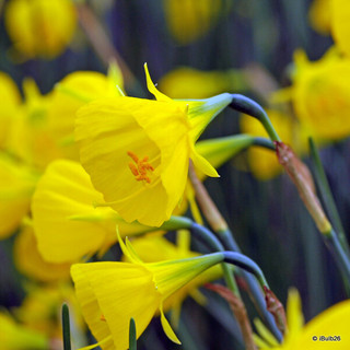 Species Narcissi 'Oxford Gold' - PACK of 9 bulbs