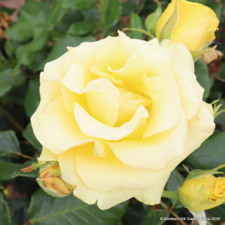 Freedom - Hybrid Tea Rose