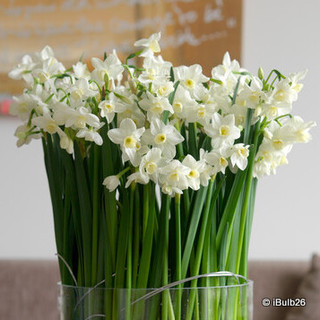 Tazetta Narcissi 'Silver chimes'