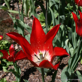 Tulip 'Pieter de Leur'
