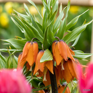 Fritillaria (Crown Imperial) 'Aurora'