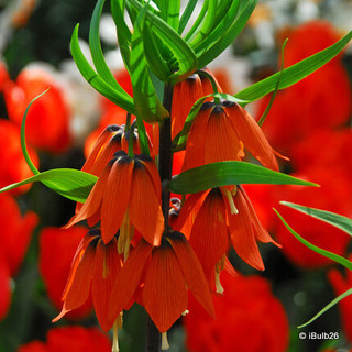 Fritillaria (Crown Imperial) 'Rubra'