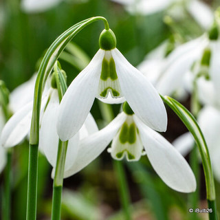 Galanthus elwesii (snowdrop)