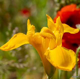 Iris 'Golden Harvest' (Dutch)