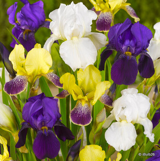 Iris 'Mixed' (Dutch)