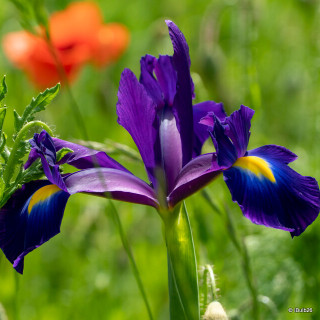 Iris 'Purple Sensation' (Dutch)