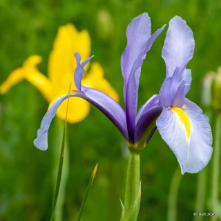 Iris 'Mixed' (species) bulbs