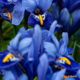 Iris reticulata (species)