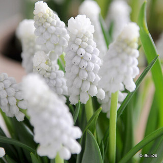 Muscari 'Siberian Tiger'