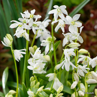 Scilla siberica 'Alba'