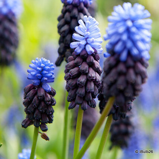 Muscari latifolium