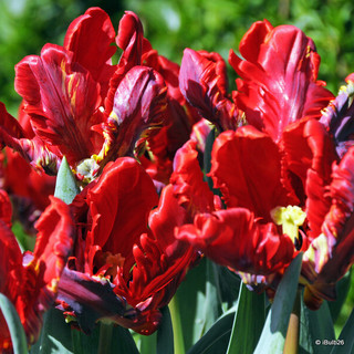 Tulip 'Rococo'