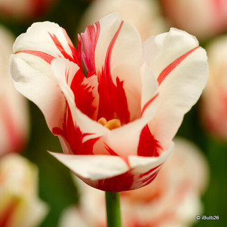 Tulip 'Sorbet'