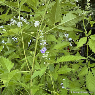 Vitex negundo var. heterophylla