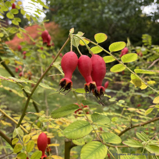 Moyesii Geranium - Shrub Rose