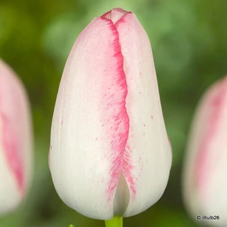 Tulip 'Playgirl' (Triumph) - PACK of 10 Premium size bulbs