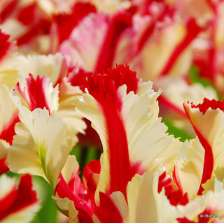 Tulip 'Estella Rijnveld' (Parrot) - PACK of 10 Premium size bulbs