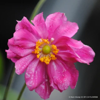 Anemone 'Prinz Heinrich' 1L