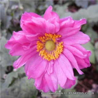 Anemone hybrida 'Pamina' 1L