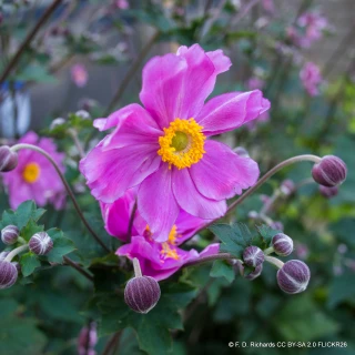 Anemone hybrida 'Serenade' 1L