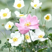 Anemone hybrida 'Konigin Charlotte' 1L