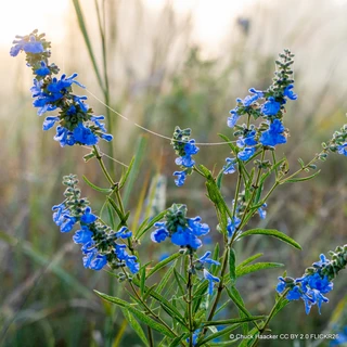 Salvia Ulignosa 3L