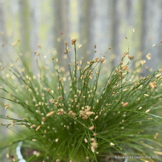 Isolepis cernua