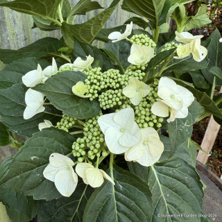Hydrangea Macrophylla 'Teller white'