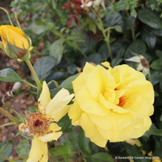 Golden Wedding - Floribunda Rose