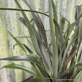 Phormium 'Liquorice & Lime'