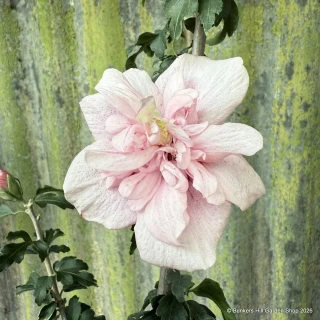 Hibiscus 'Pink Chiffon' 10L
