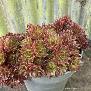 Houseleek mix