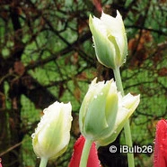 Tulip 'Spring Green'