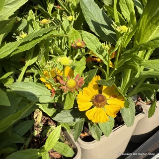 Helenium 'Okra Sundae'-3L