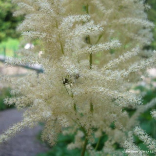 Aruncus dioicus 2L