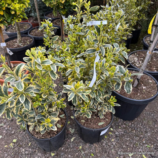 Euonymus japonica 'Bravo'