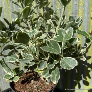 Euonymus japonica 'Bravo'