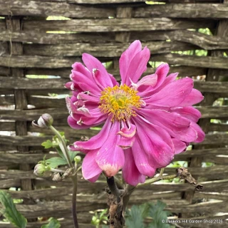 Anemone 'Bressingham Glow' 2L