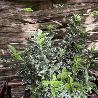 Euonymus japonicus 'Microphyllus Albovariegatus' 2L
