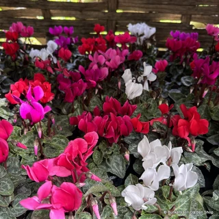 Cyclamen Mix