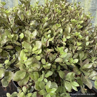 Pittosporum ten. 'Mortagne' 5L