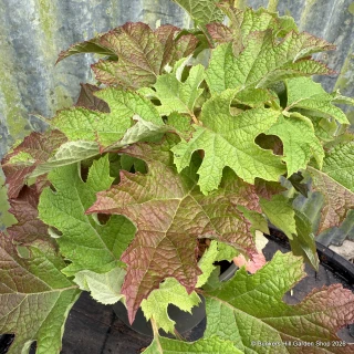 Hydrangea quercifolia 'Jet Stream' 3L
